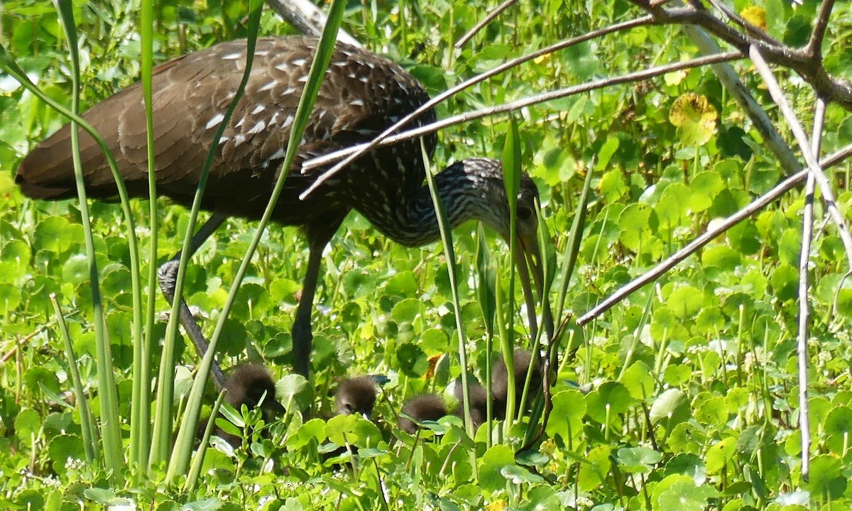 Limpkin - ML617787334