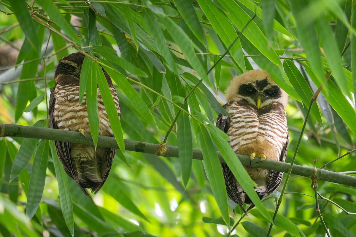 Band-bellied Owl - ML617787354