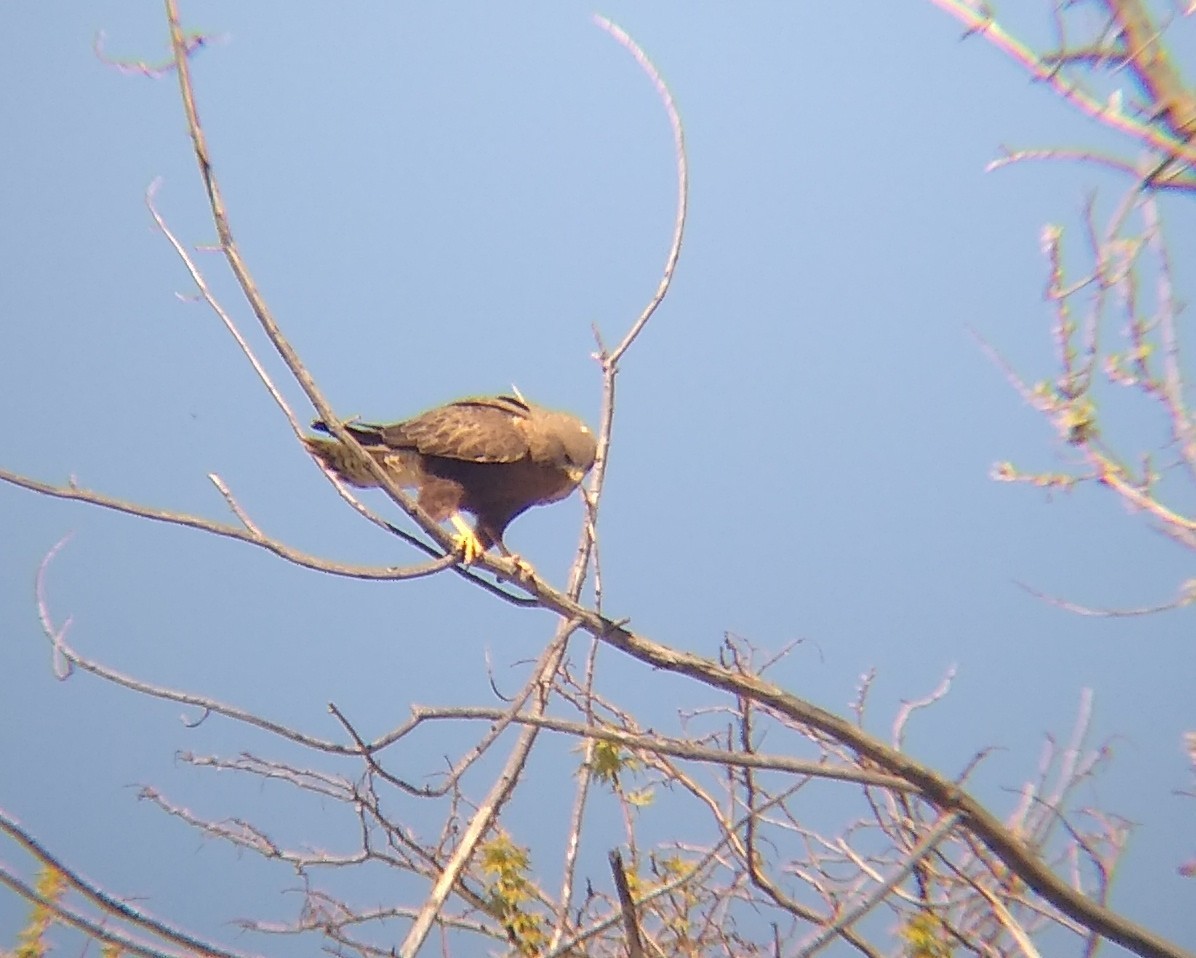 Swainson's Hawk - ML617787371