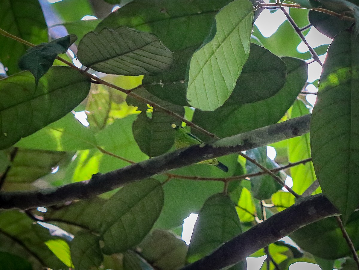 Yellow-bellied Tanager - ML617787372