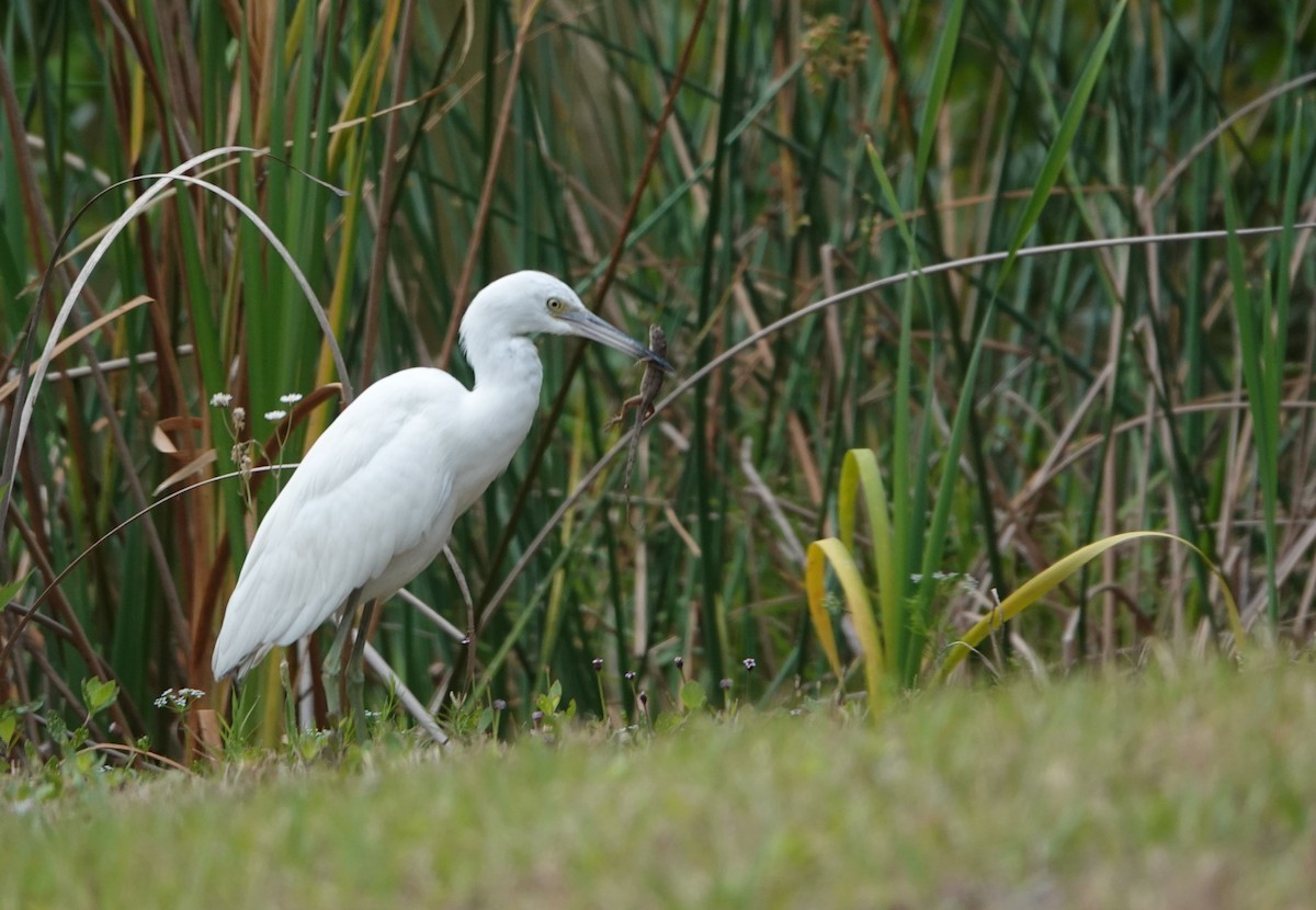 Little Blue Heron - ML617787374