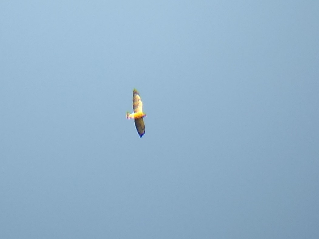 Swainson's Hawk - ML617787381