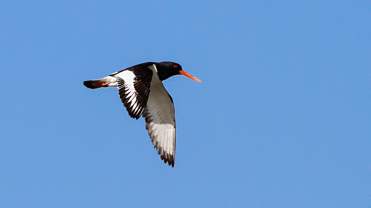 Eurasian Oystercatcher - Emrah Kayhan