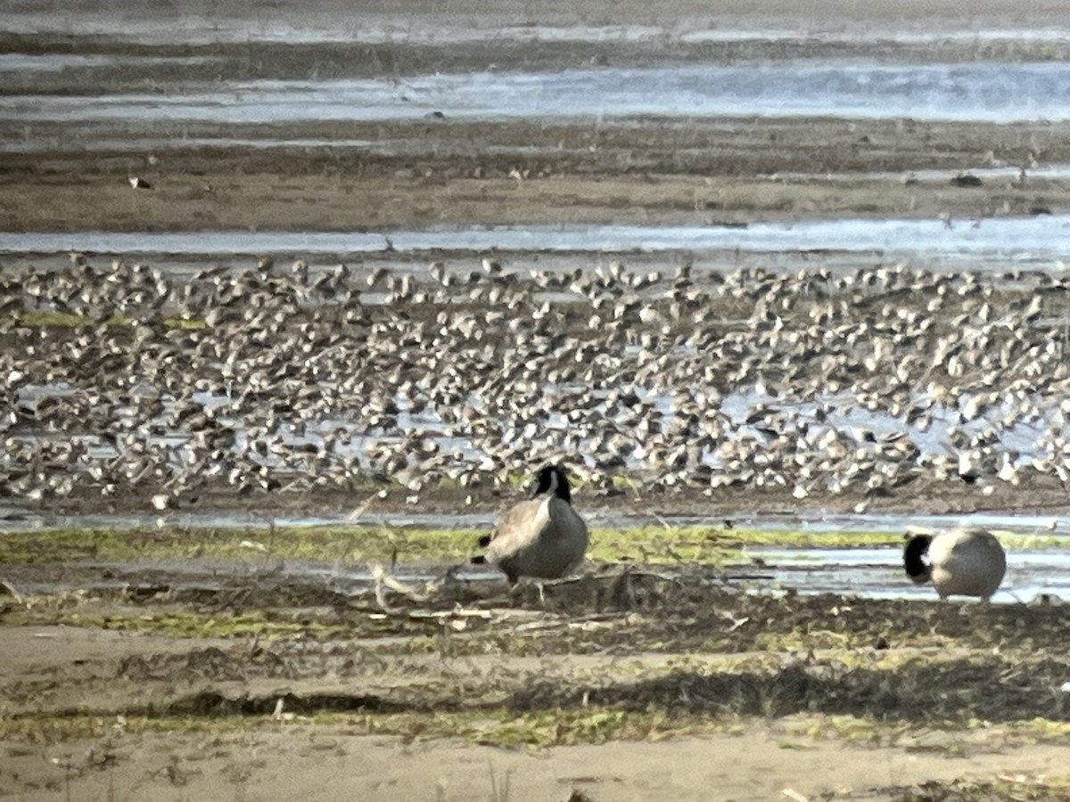 Western Sandpiper - ML617787426