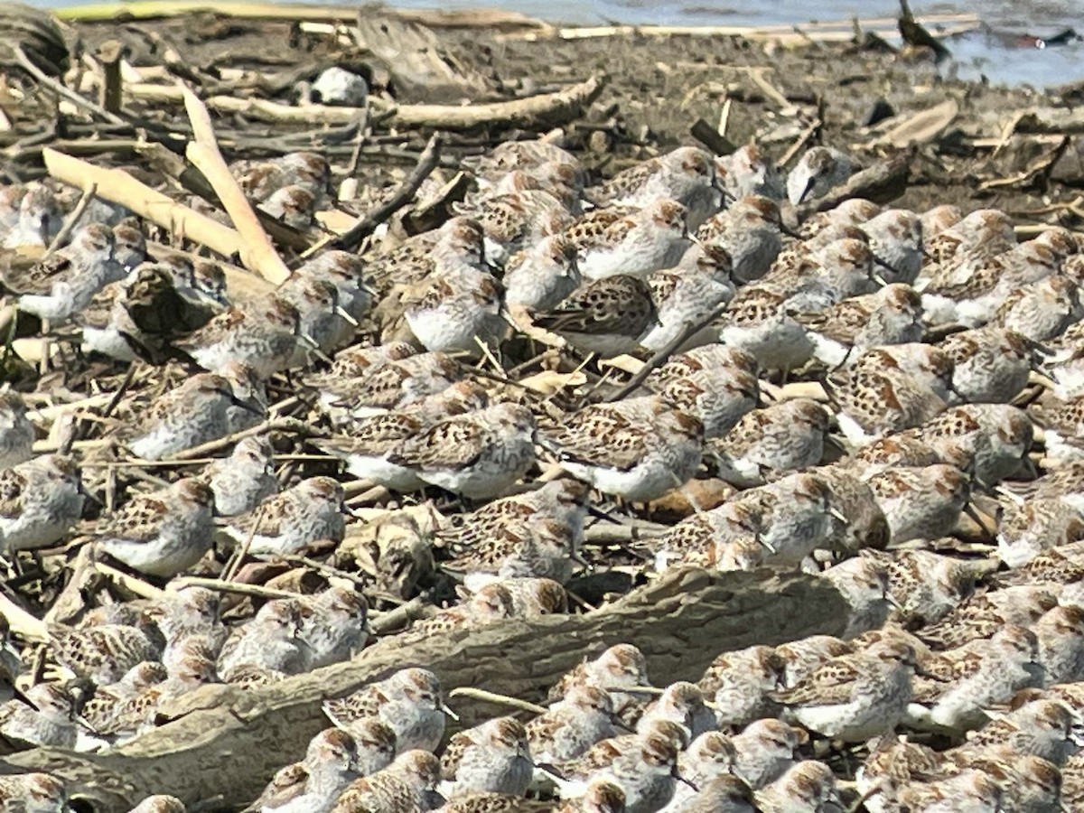 Western Sandpiper - ML617787431