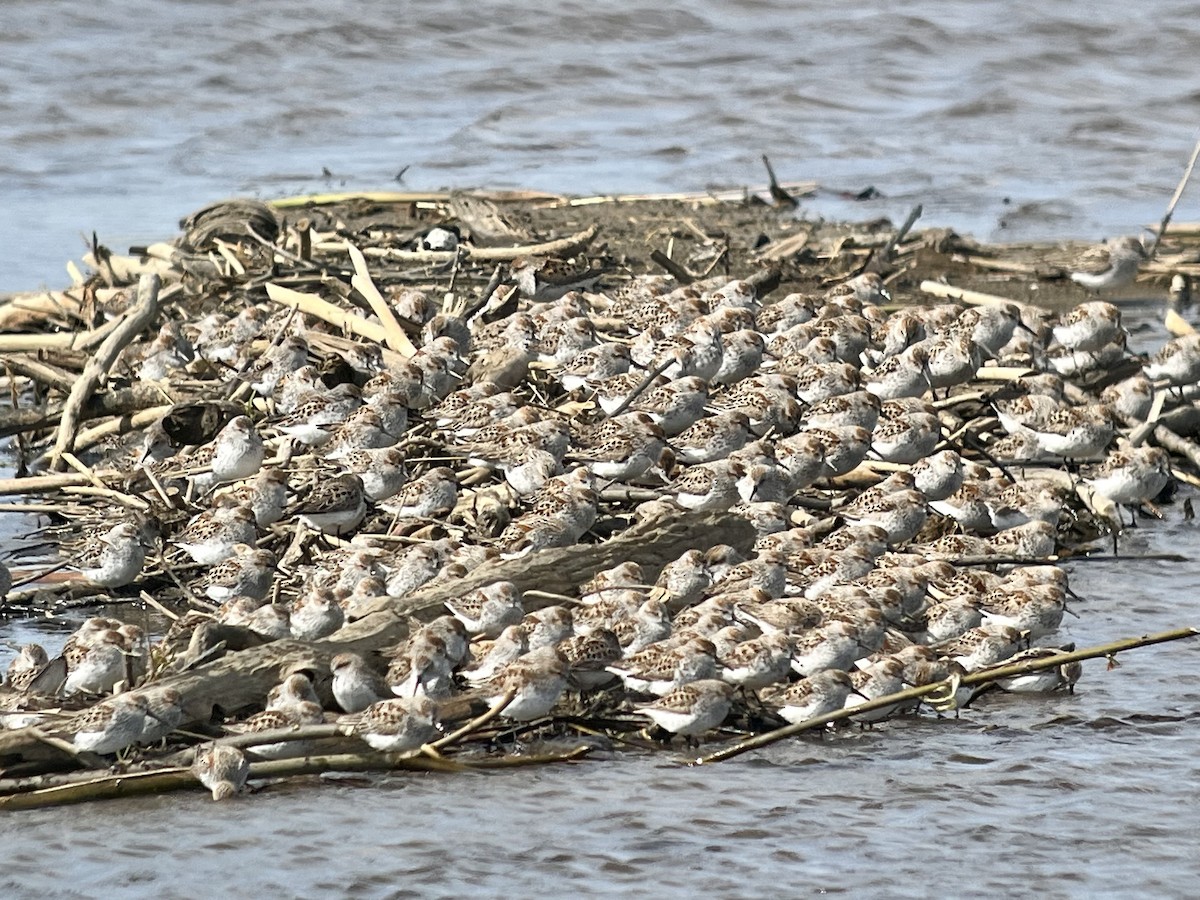 Western Sandpiper - ML617787432