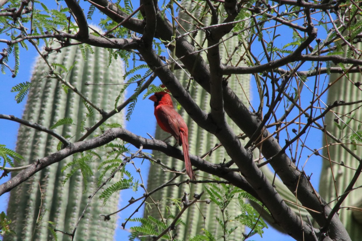 Northern Cardinal - ML617787446