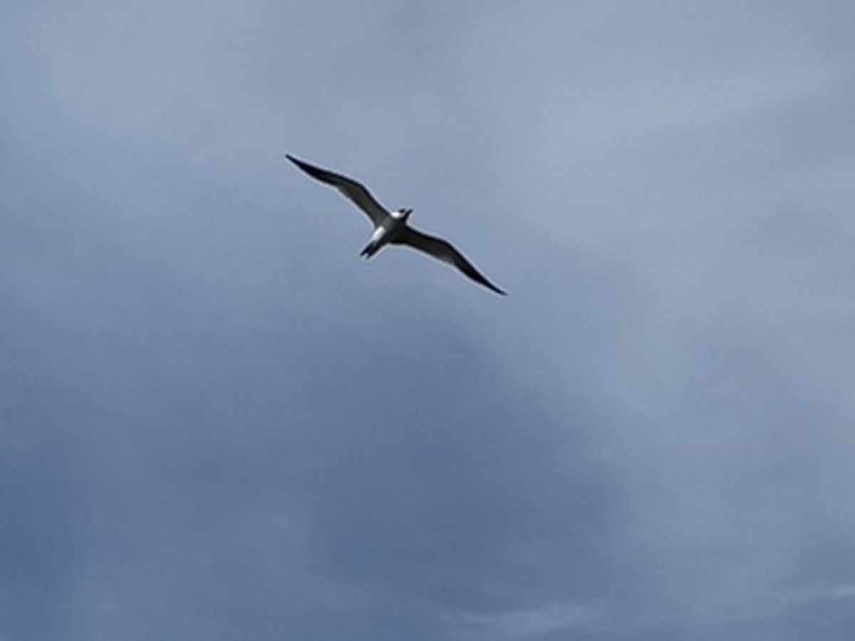 Caspian Tern - ML617787474