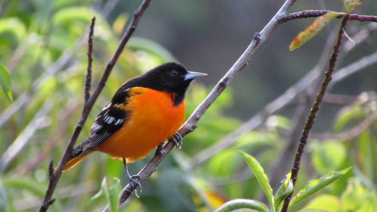 Baltimore Oriole - ML617787501