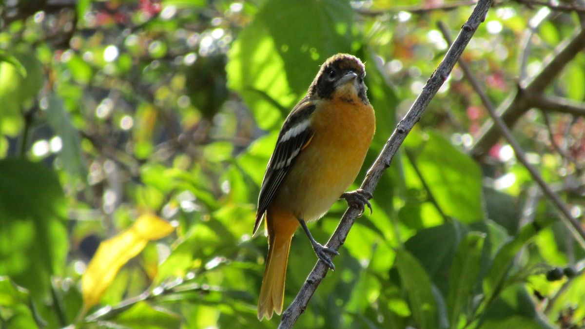 Baltimore Oriole - ML617787502