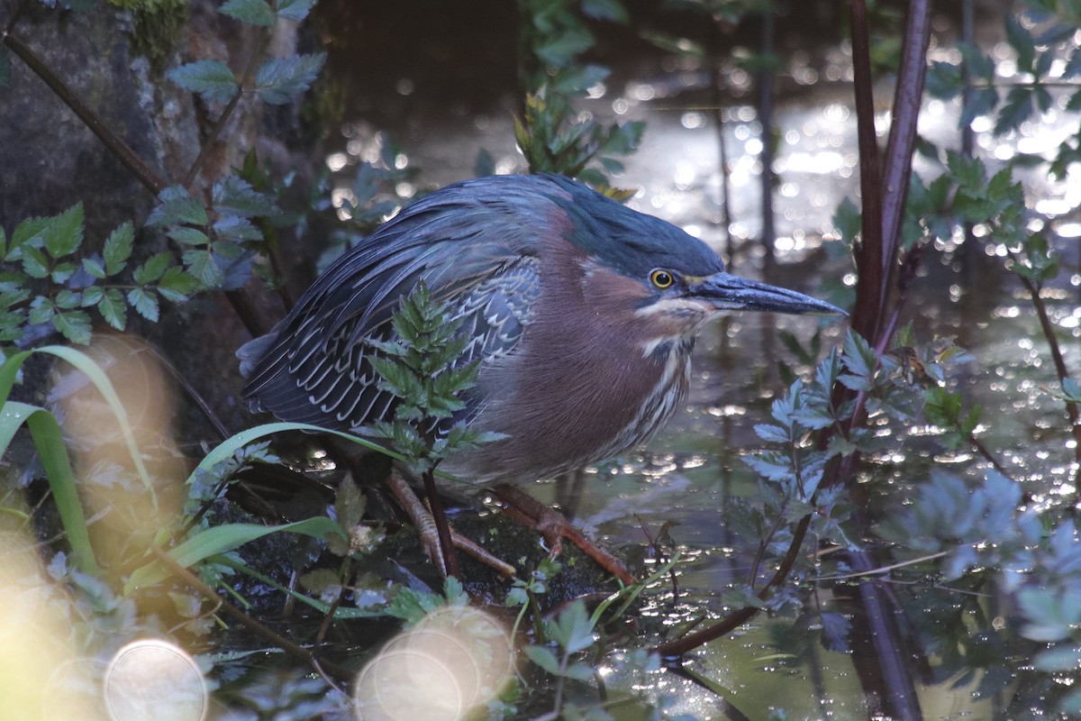 Green Heron - Mark Byrne