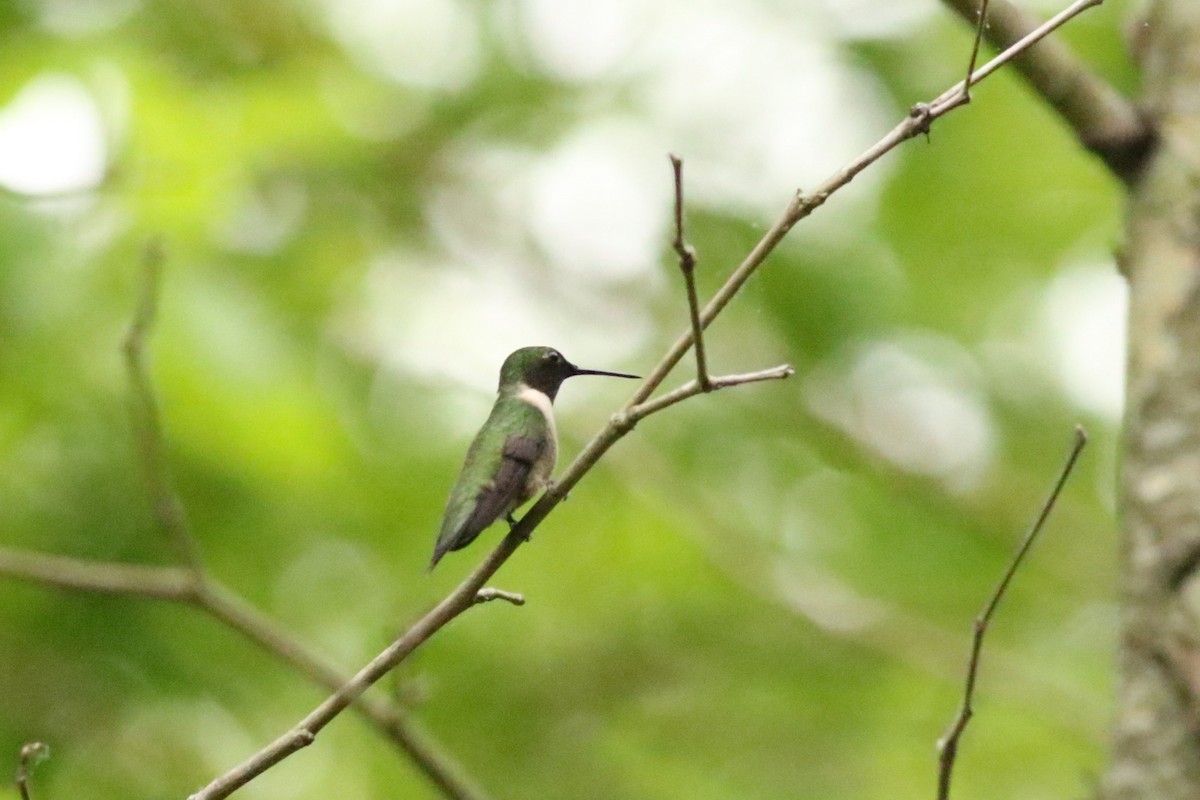 Colibrí Gorjirrubí - ML617787513