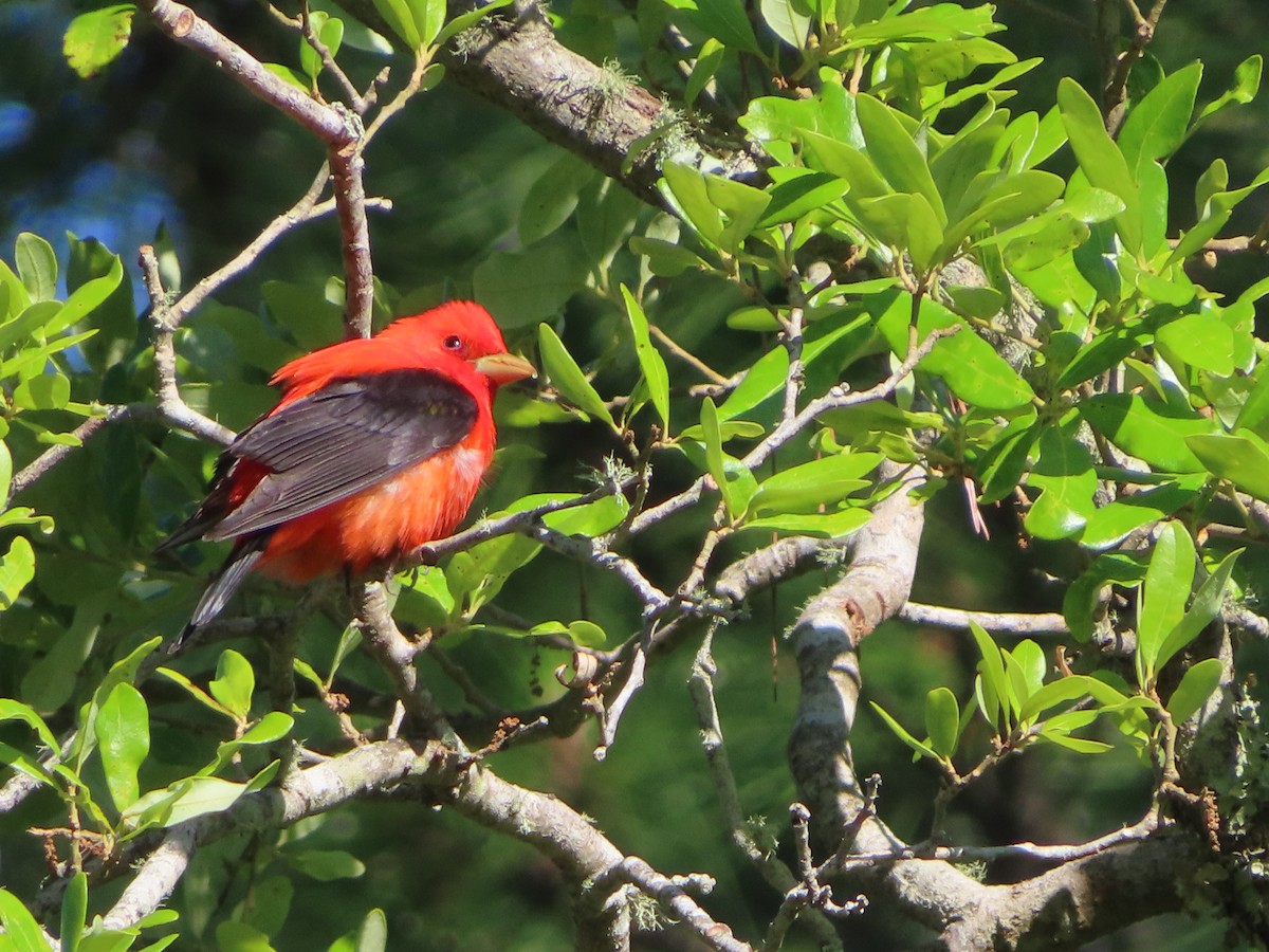 Scarlet Tanager - ML617787527