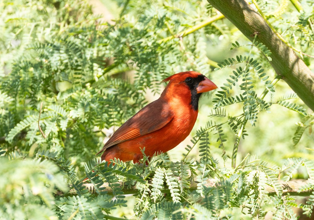 Cardinal rouge - ML617787550