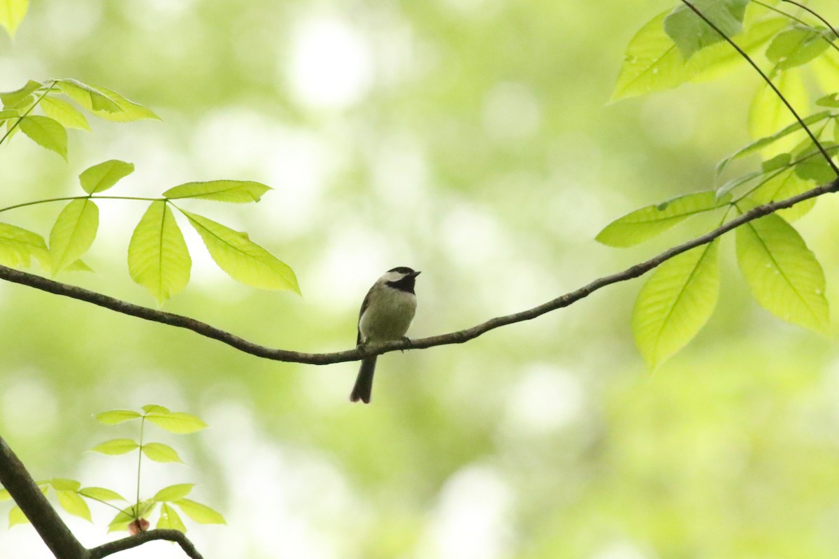 Carolina Chickadee - ML617787583