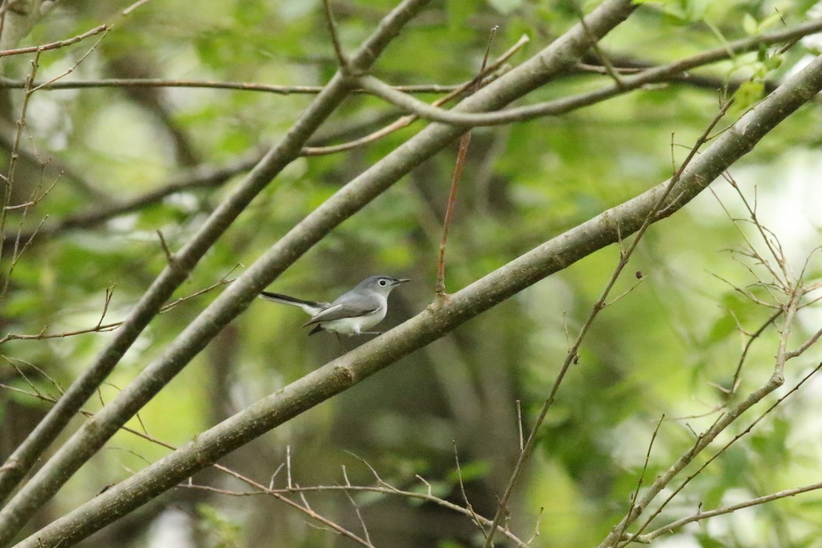 Blue-gray Gnatcatcher - ML617787594