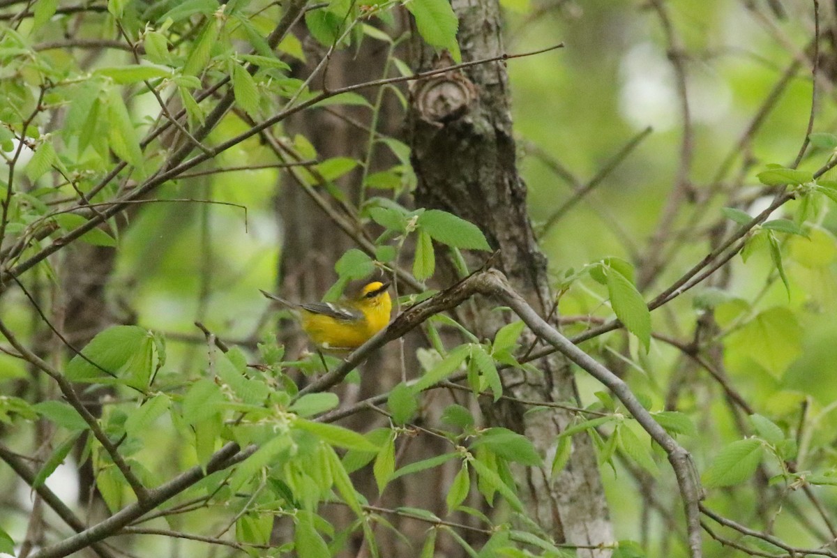 Blue-winged Warbler - Cliff VanNostrand