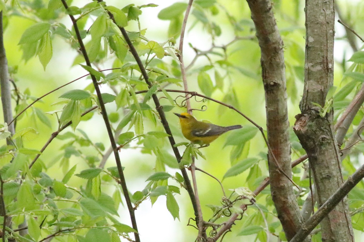 Blue-winged Warbler - Cliff VanNostrand