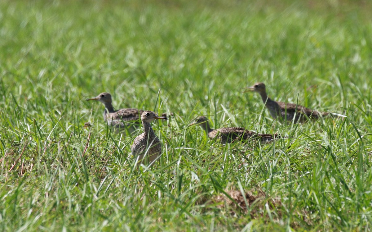 Upland Sandpiper - ML617787638