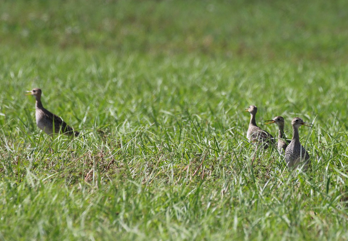 Upland Sandpiper - Scott Robinson