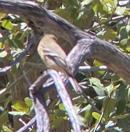 Buff-breasted Flycatcher - Tristan McKnight