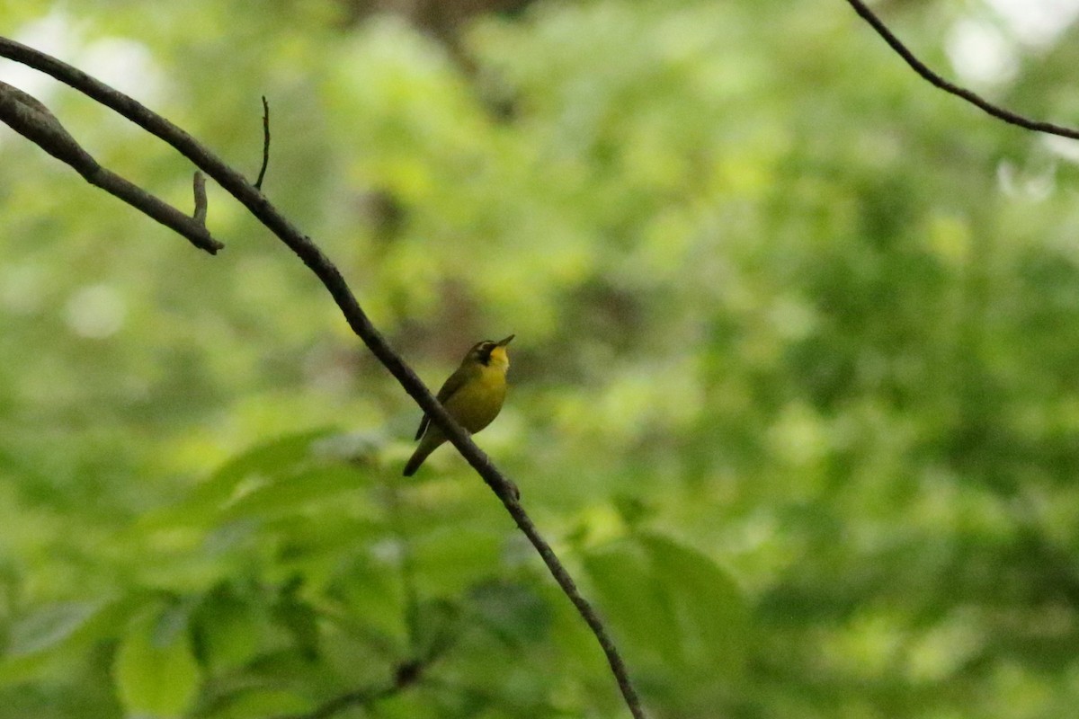 Kentucky Warbler - ML617787647