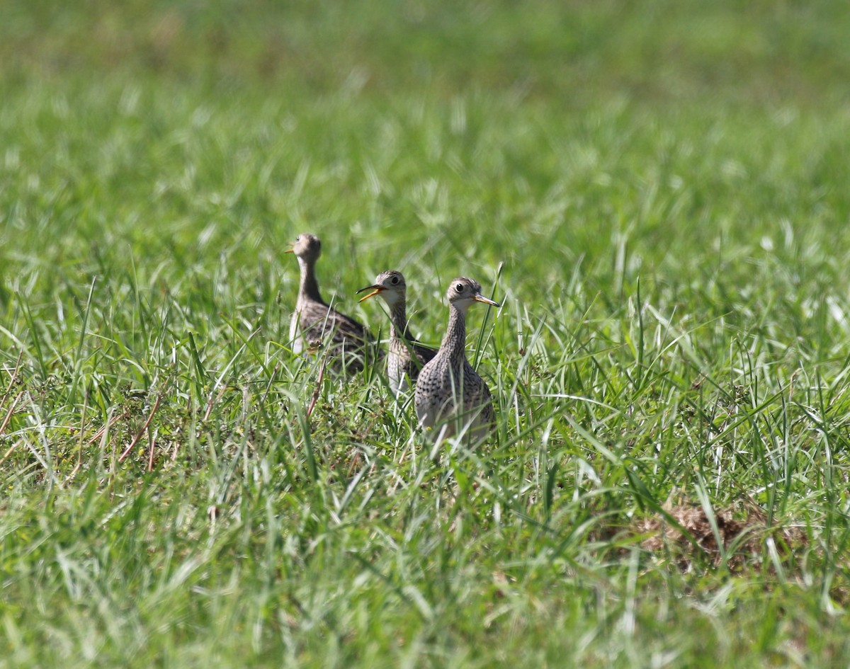 Upland Sandpiper - ML617787651