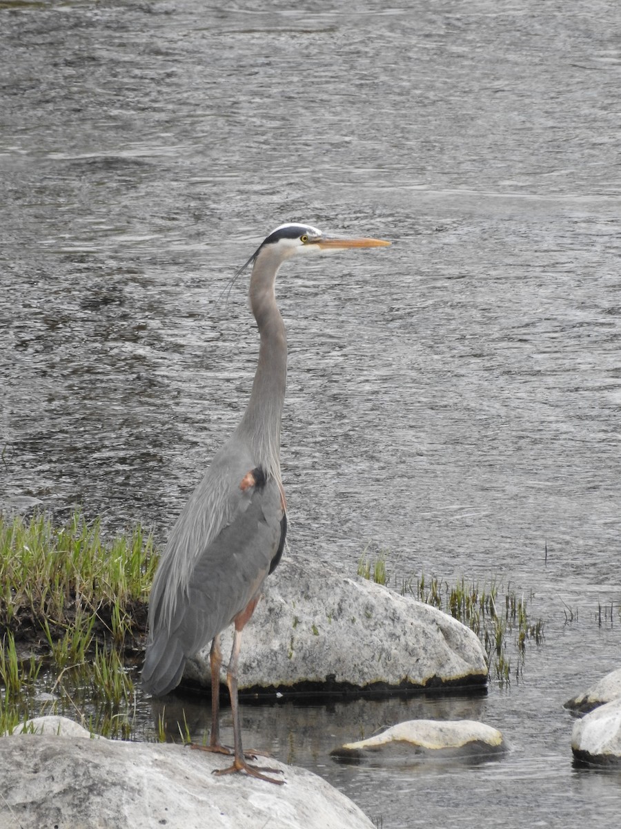 Great Blue Heron - ML617787653