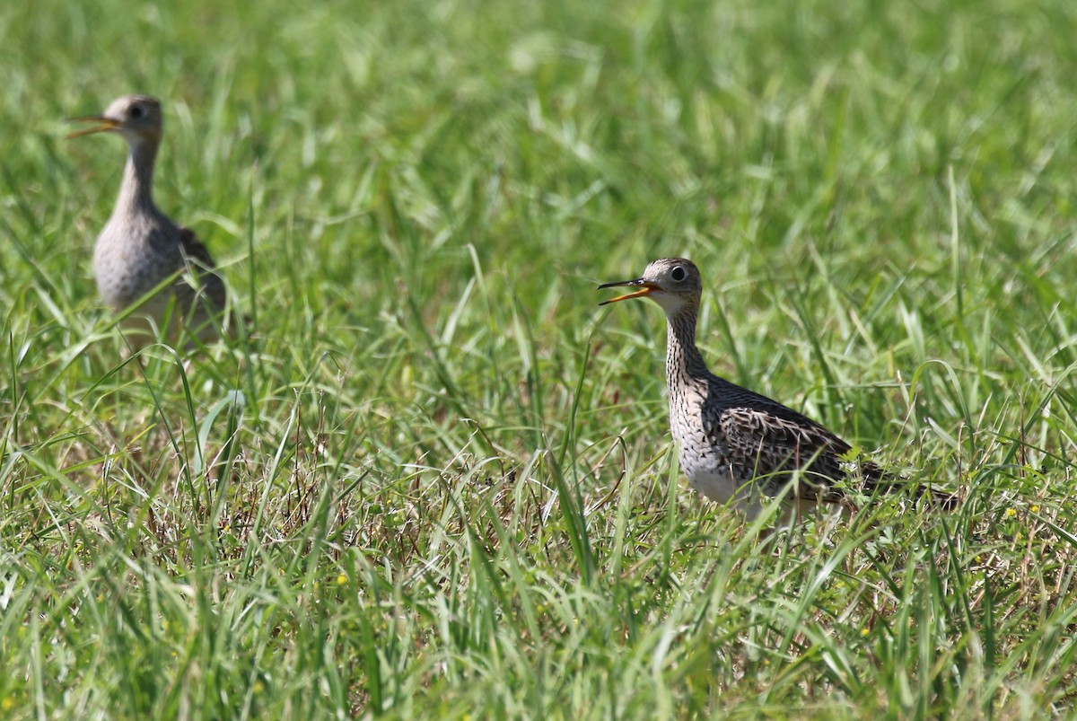 Upland Sandpiper - ML617787660