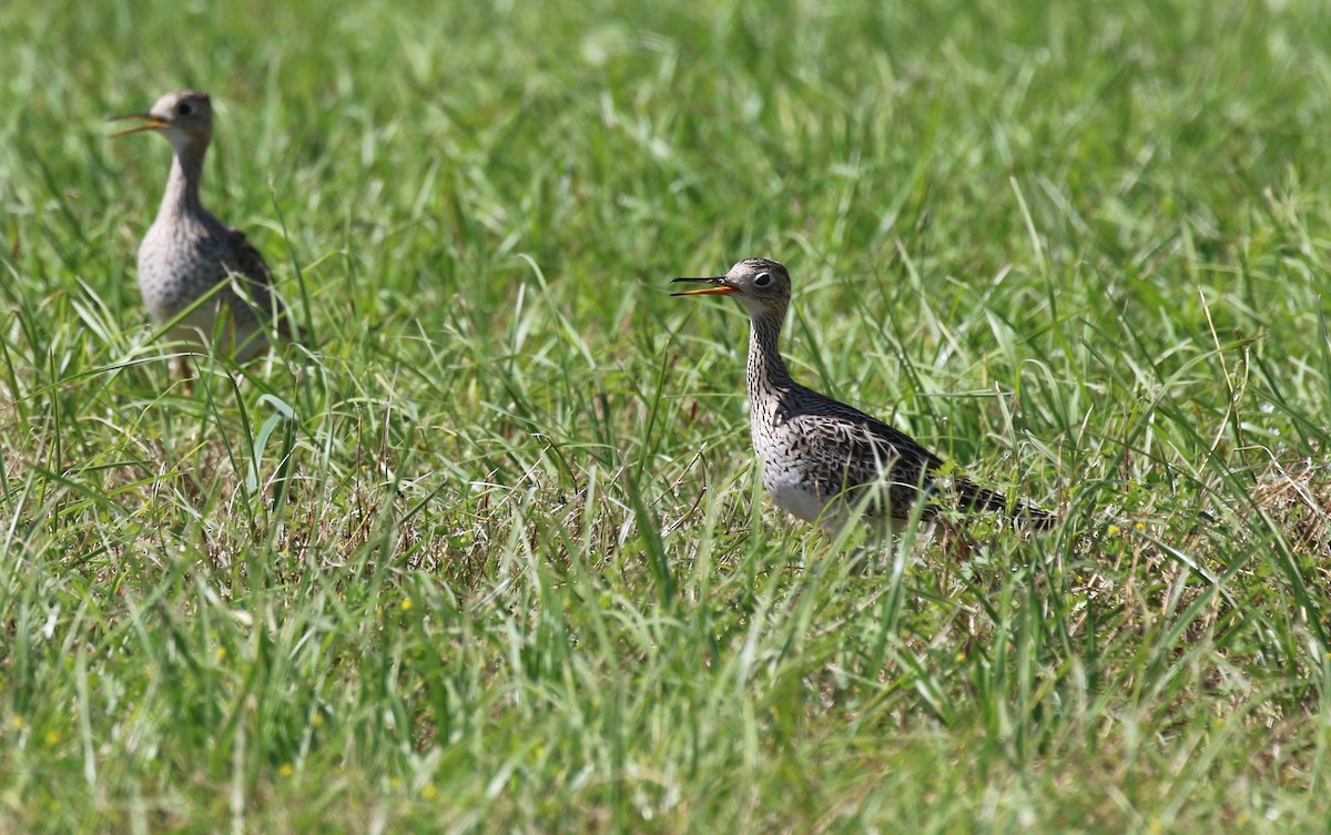 Upland Sandpiper - ML617787670