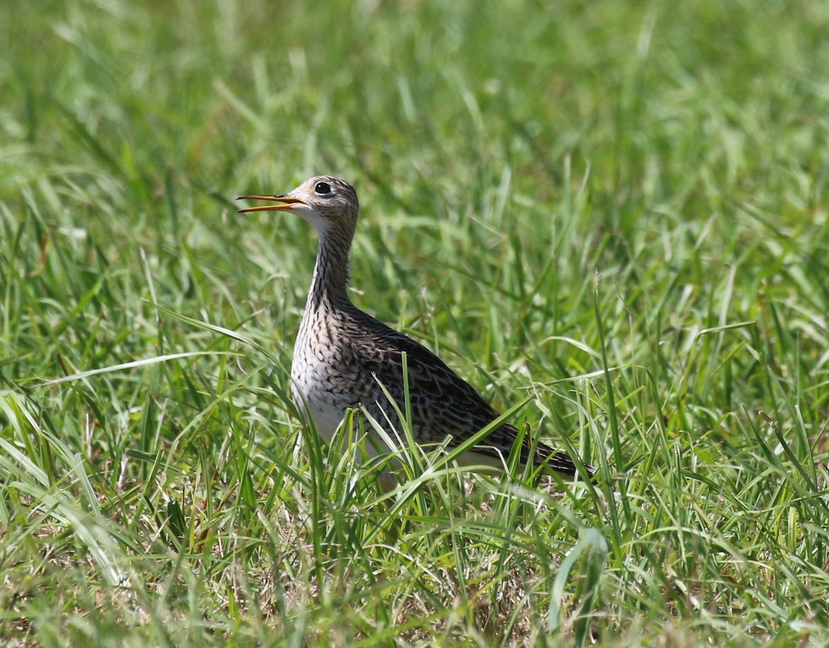 Upland Sandpiper - Scott Robinson