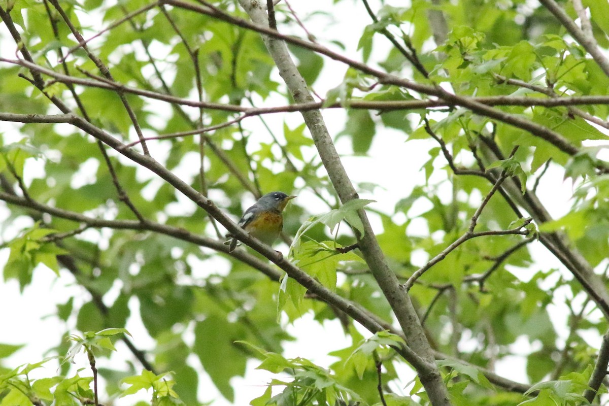 Northern Parula - ML617787726