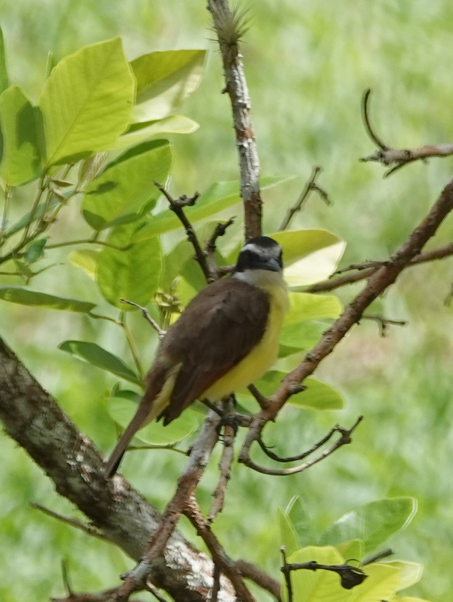 Great Kiskadee - ML617787728