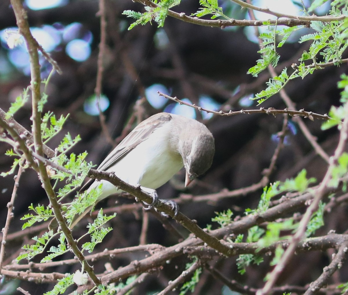 Yellow-spotted Bush Sparrow - Rohan van Twest