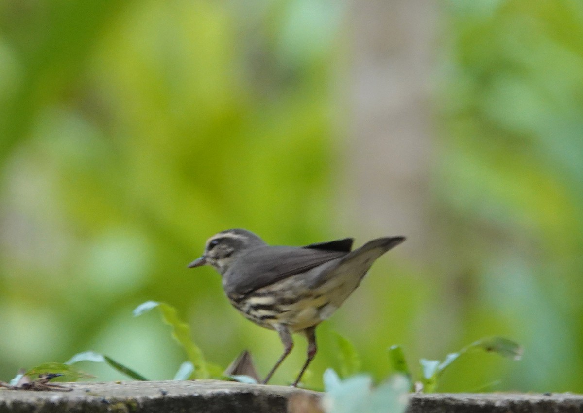 Northern Waterthrush - ML617787742