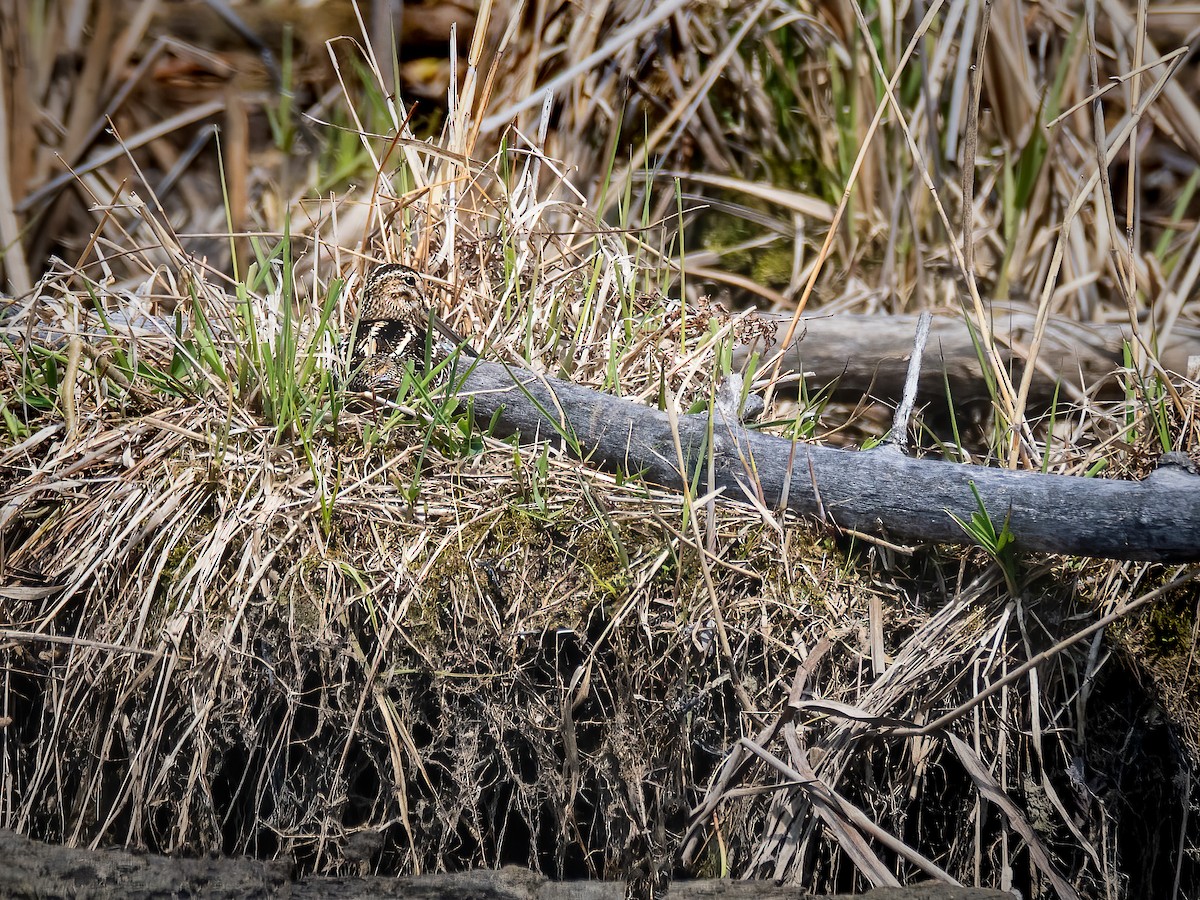 Wilson's Snipe - Danielle  A