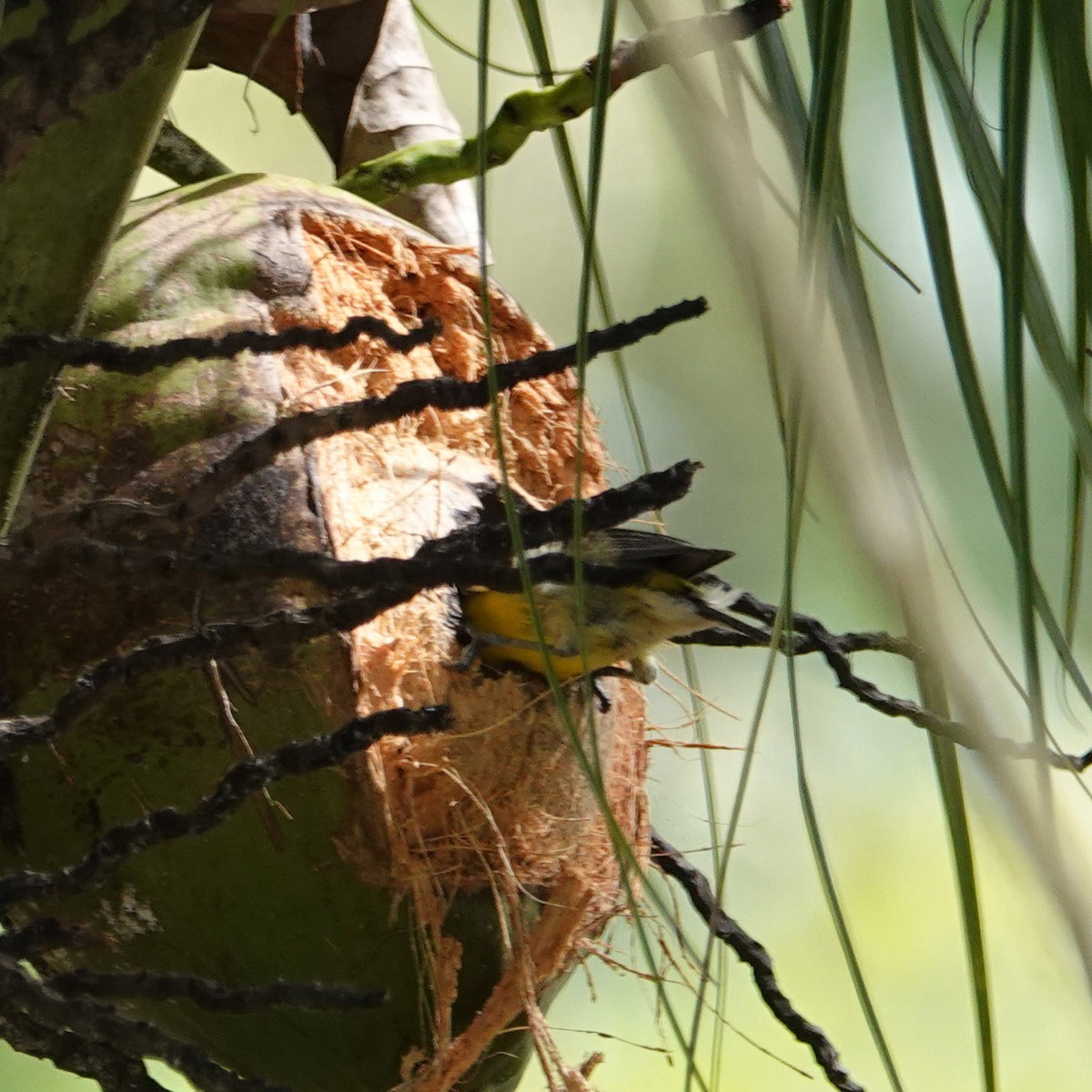 Zuckervogel - ML617787802