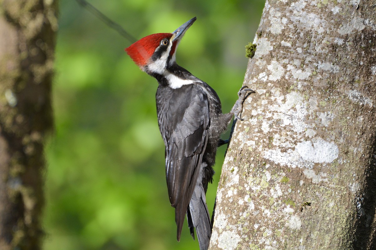 Pileated Woodpecker - ML617787814
