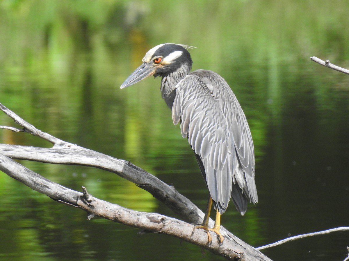 Yellow-crowned Night Heron - ML617787851