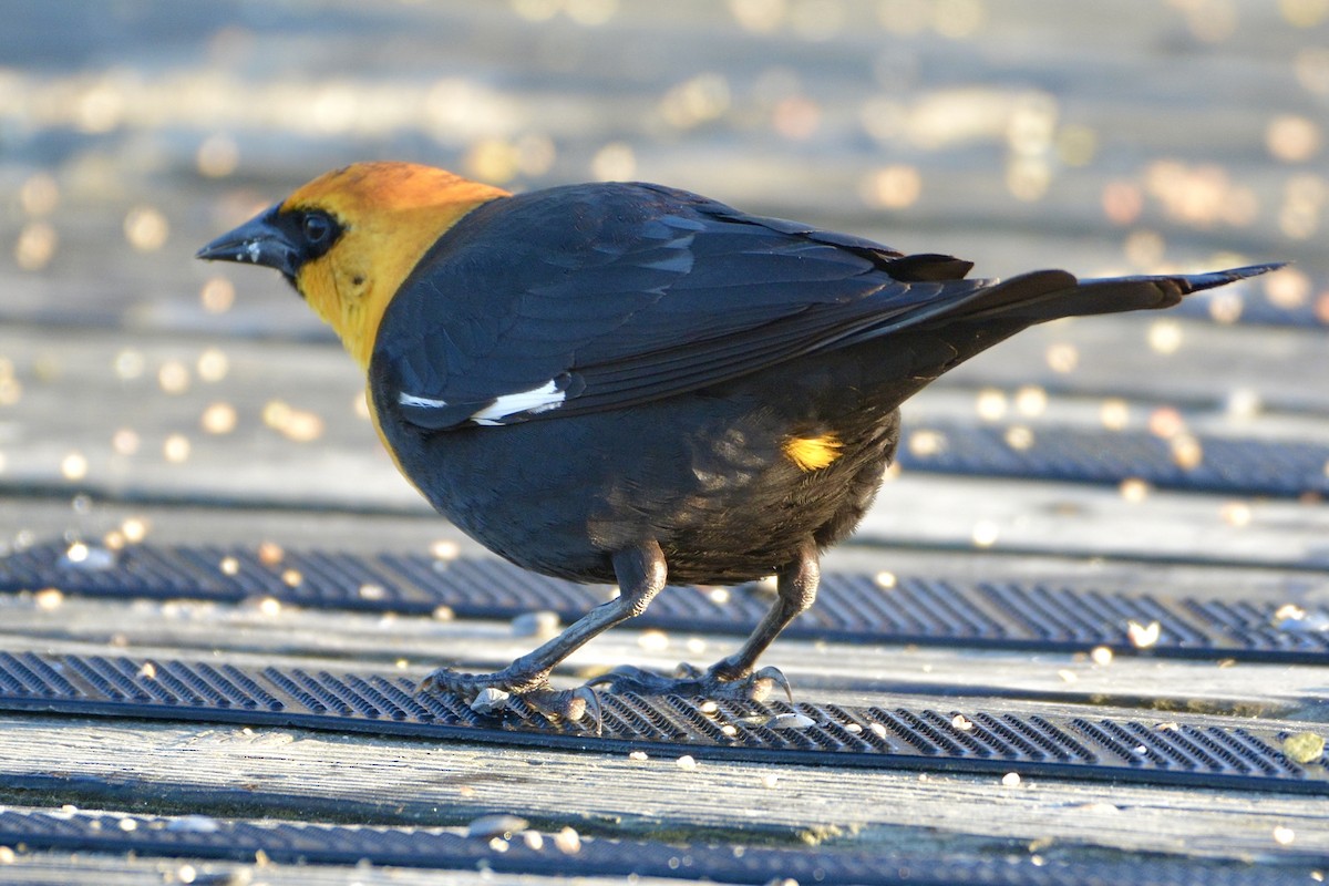 Yellow-headed Blackbird - ML617787885