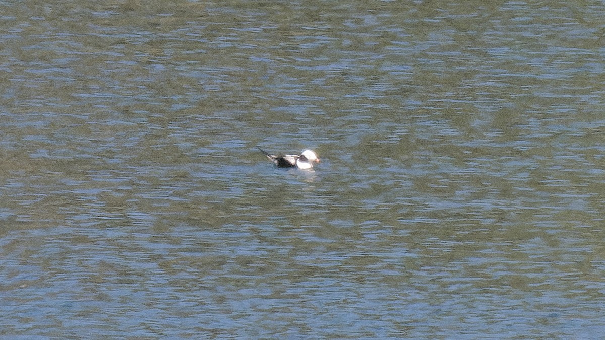 Long-tailed Duck - Craig Becker