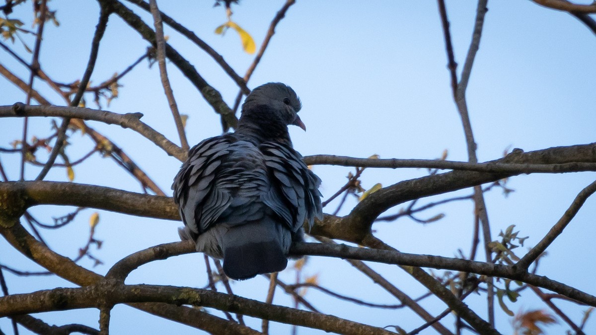 Pigeon colombin - ML617787897