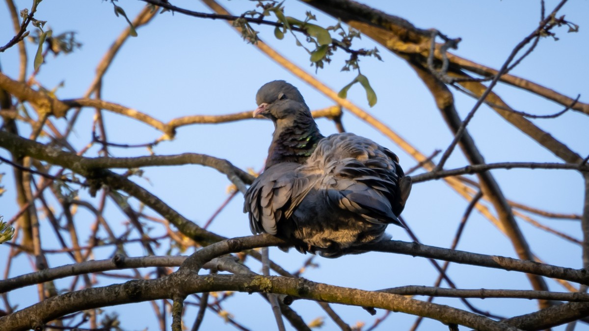 Stock Dove - ML617787898