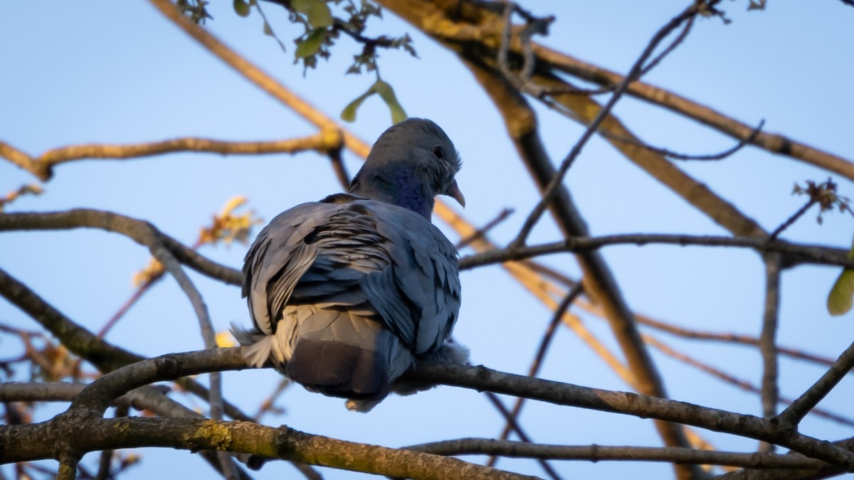 Stock Dove - ML617787899