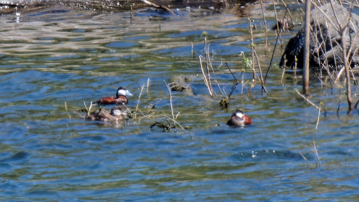 Ruddy Duck - Craig Becker