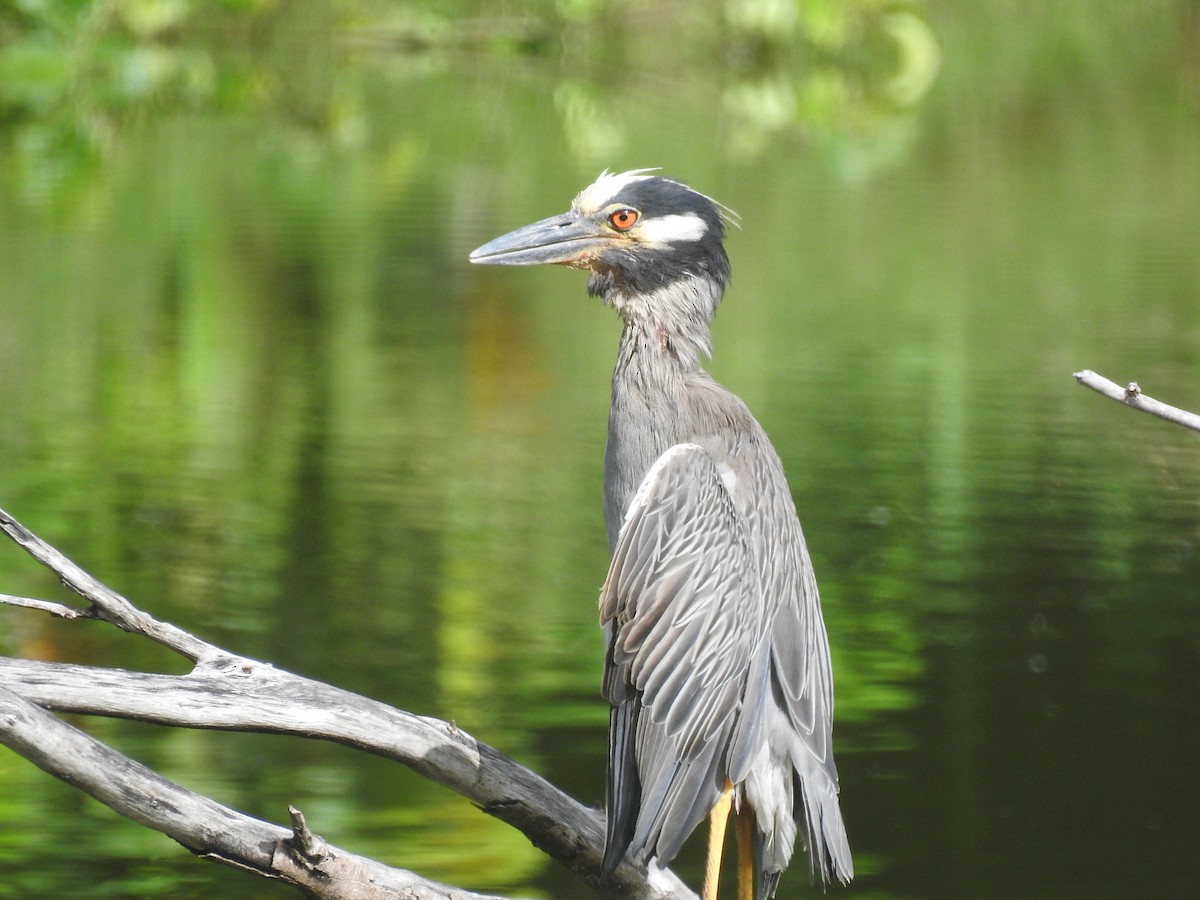 Yellow-crowned Night Heron - ML617787903