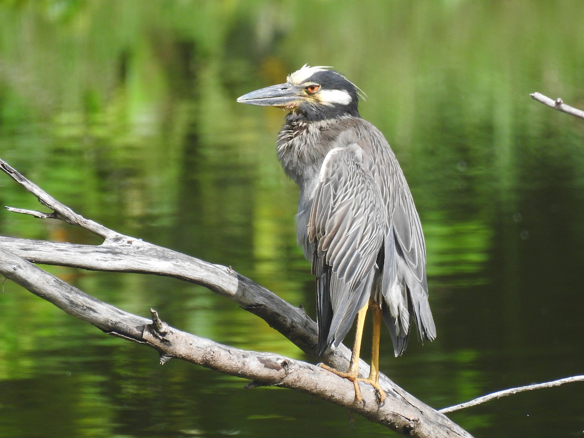 Yellow-crowned Night Heron - ML617787922