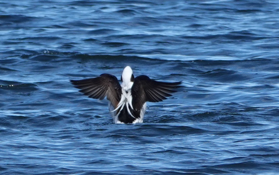 Long-tailed Duck - ML617787964