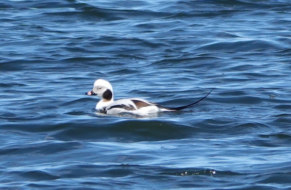Long-tailed Duck - ML617788012
