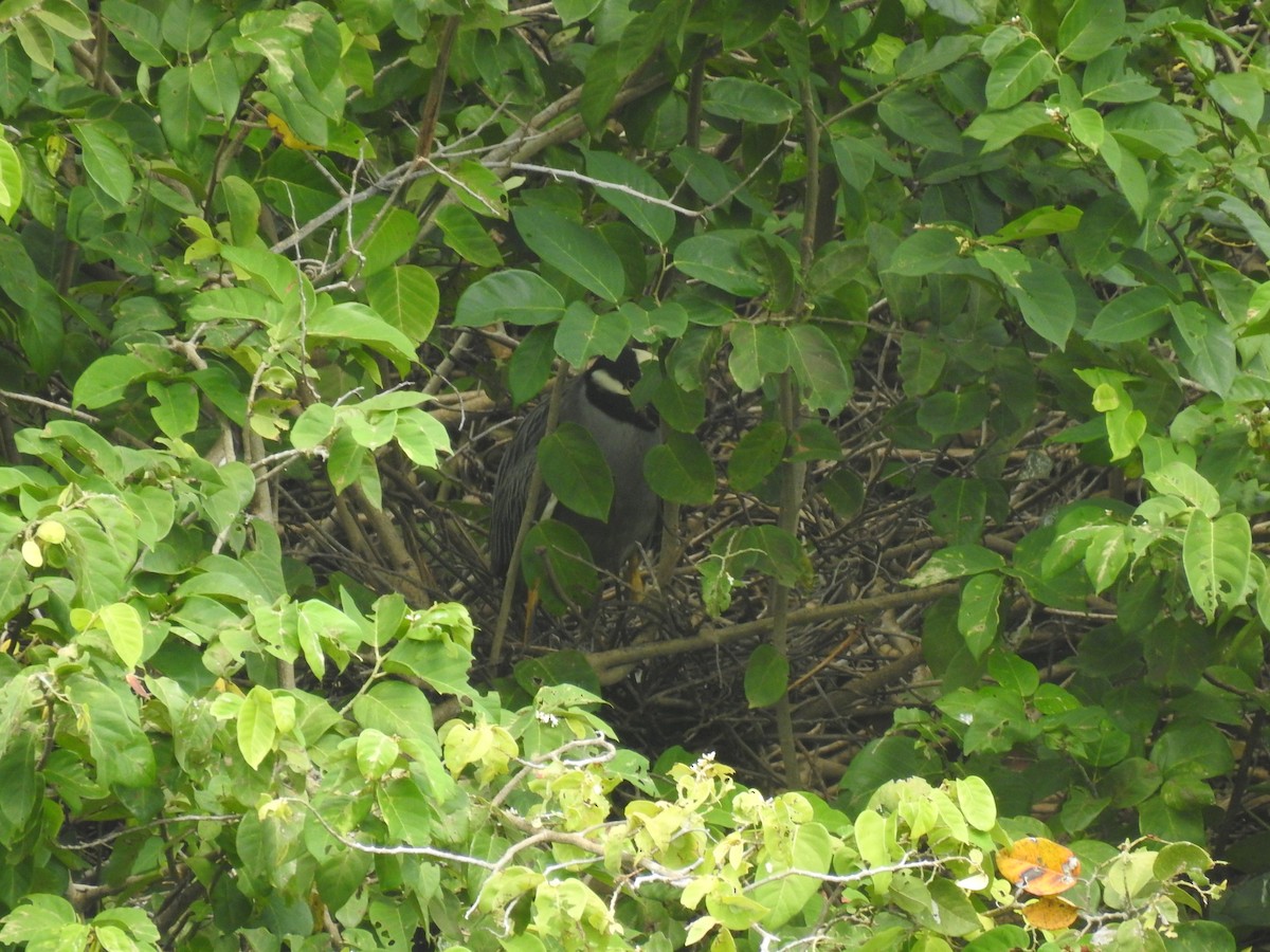 Yellow-crowned Night Heron - ML617788028